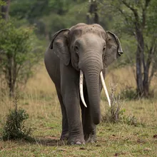 African Forest Elephant, Male