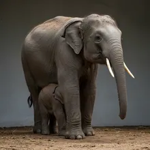 African Forest Elephant, Young