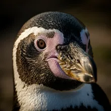 African Penguin, Close up