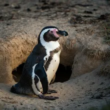 African Penguin, Female