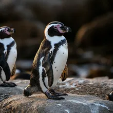 African Penguin, Male