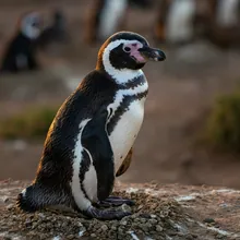 African Penguin, Young