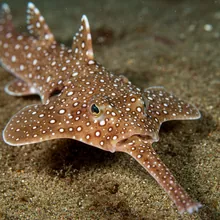 African Wedgefish, Close up