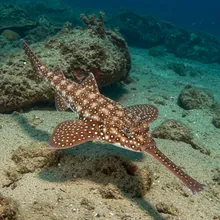 African Wedgefish, Female