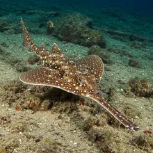 African Wedgefish, Male