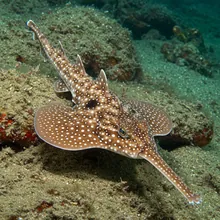 African Wedgefish, Young