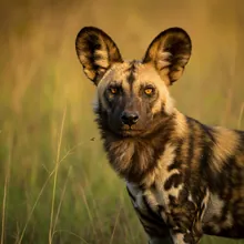 African Wild Dog, Female