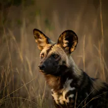 African Wild Dog, Young