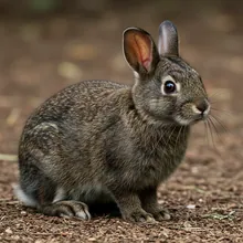 Amami Rabbit, Female