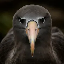 Amsterdam Albatross, Close up