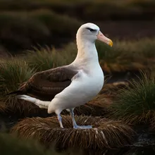 Amsterdam Albatross, Female