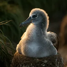 Amsterdam Albatross, Young