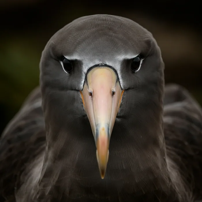 Amsterdam Albatross