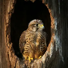 Amur Falcon, Young