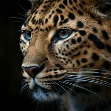 Amur Leopard, Close up