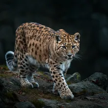 Amur Leopard, Female