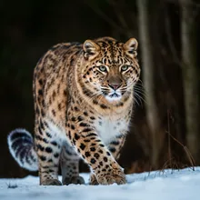 Amur Leopard, Male