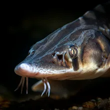 Amur Sturgeon, Close up