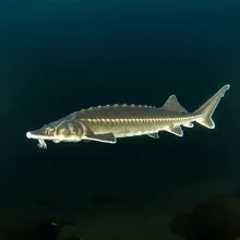 Amur Sturgeon, Male
