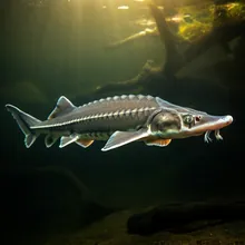 Amur Sturgeon, Young