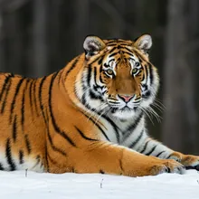 Amur Tiger, Female