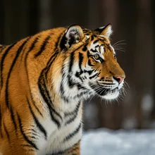 Amur Tiger, Male
