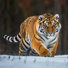 Amur Tiger, Young