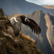 Andean Condor, Male