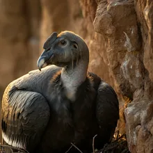 Andean Condor, Young