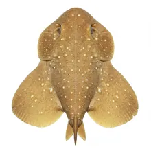 Angelshark, Close up