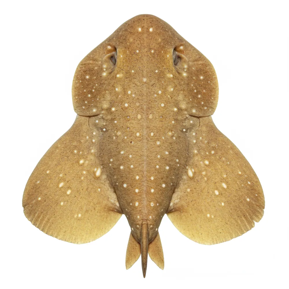 Angelshark
