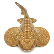 Angelshark, Female