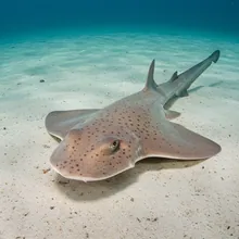 Angelshark, Male