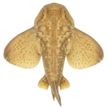 Angelshark, Young