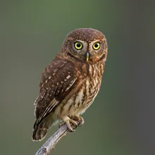 Annobon Scops-owl, Female