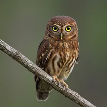 Annobon Scops-owl, Male