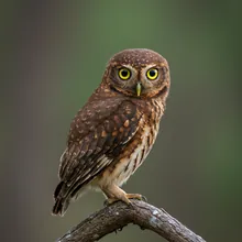 Annobon Scops-owl, Young