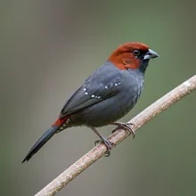 Antioquia Brushfinch, Male