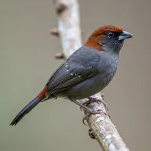 Antioquia Brushfinch, Young