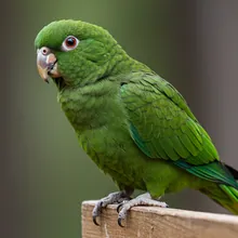 Antipodes Parakeet, Male