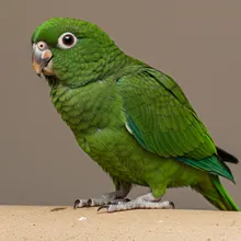 Antipodes Parakeet, Young