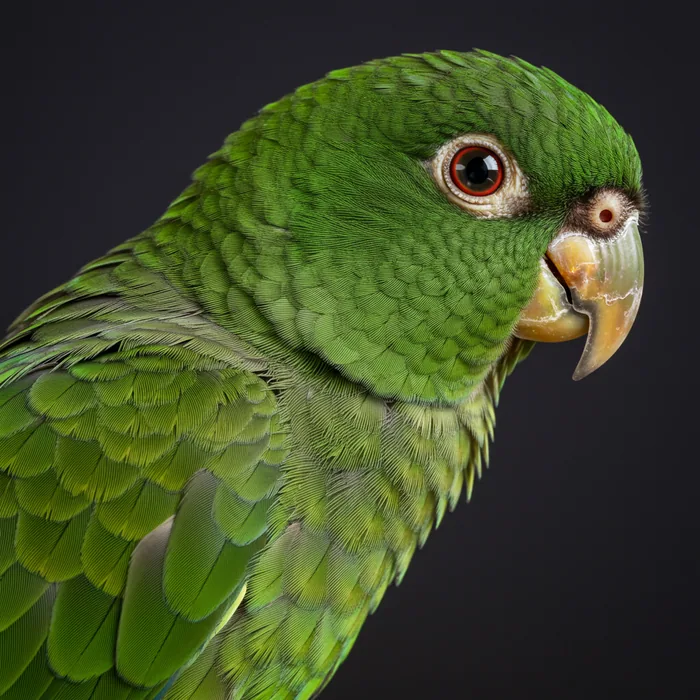 Antipodes Parakeet