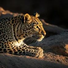 Arabian Leopard, Male
