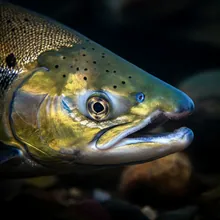 Aral Sea Salmon, Close up