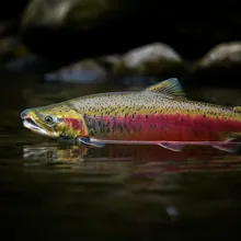 Aral Sea Salmon, Female