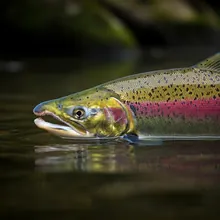 Aral Sea Salmon, Male