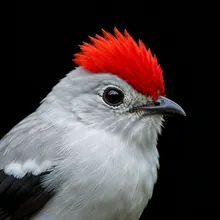 Araripe Manakin, Close up