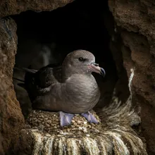 Ashy Storm-petrel, Female