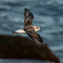 Ashy Storm-petrel, Male