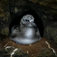 Ashy Storm-petrel, Young